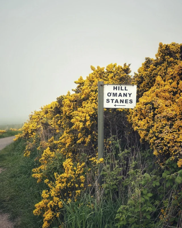 A 4,000 year old mystery on a very foggy, near zero-visibility day on Day 2 of driving Scotland’s epic North Coast 500!
Up a narrow farm road we sought out
📍The Hill O’ Many Stanes 
(stanes = stones in Scottish Gaelic).
Upon our arrival we found the fog so thick you could almost touch it as it blew by, rolling over the stone outcroppings with the gorse hedges slicing its eerrie low clouds through as it passed. 
200 stones, mysteriously lined up in 22 rows looking out over to the sea (except on foggy days…) This ancient site is the only arrangement of this kind found in all of the UK, and although similar to the great Neolithic site of Carnac near the coast in Brittany France, these stones are much smaller on average only 3 to 4 feet tall. 
Academic studies from the 1800s mention over 600 stones dotted this area, and over the past 4000 years there is no telling how many hundreds of others have disappeared.The site now is surrounded by freshly plowed fields waiting to be planted so no telling how far the stones stretched, perhaps thousands of years ago all the way to the sea cliffs edge about a mile away.
Their original purpose is lost to time. Some scholars think perhaps an astronomical calendar of sorts. The archaeologist Alexander Thom believed that these stone rows were Bronze Age observatories, designed to track the movements of the moon. Some historians think maybe a memorial/cemetery field for those ancient communities?
There are other stone rows in Britain, but none that comprise multiple rows like this special spot  built here in Caithness and Sutherland in the Scottish Highlands.
Over the last few hundred years the local folklore warn of messing with or removing the stones. Call it a Scottish parable or call it superstition, but locals tell the story of a farmer who stole one of these stones to build a lintel for his fireplace, but when a fire was lit beneath it, the stone itself burst into flames. The farmer was so scared that he replaced the stone in the exact spot where it had once stood. 
So when you visit, don’t mess with the stones! But do enjoy the beauty & mystery of this ancient Highland stop!
#hillomanystanes #nc500 #northcoast500 #neolithic